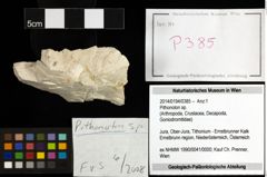 Foto (Objekt + Etiketten) von Pithonoton sp. 